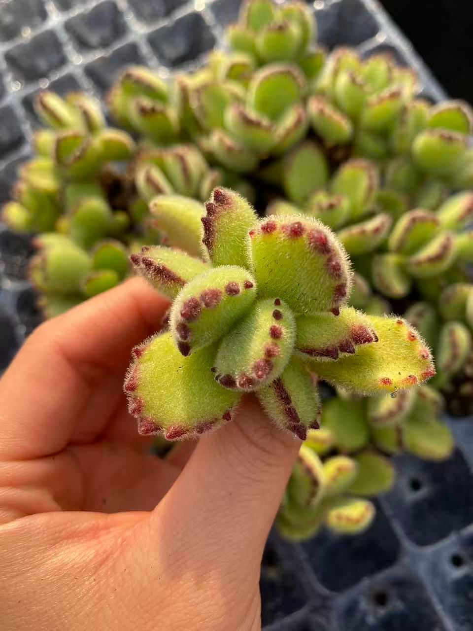 新入荷 クマドウジ×20苗 A0107抜き苗 多肉植物 詰め合わせ