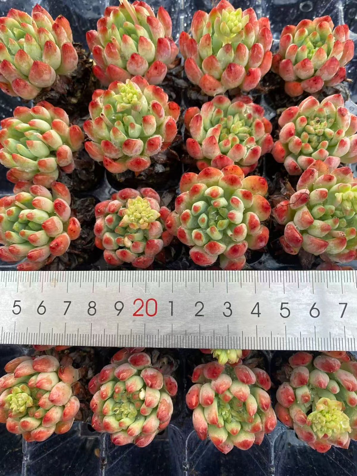 89#多肉植物アエオ錦❤️レッドゴールドスチール ❤️5大頭19cm拔き苗 新入荷 レッドブルーアップル×20苗 A0105抜き苗 多肉植物 詰め合わせ