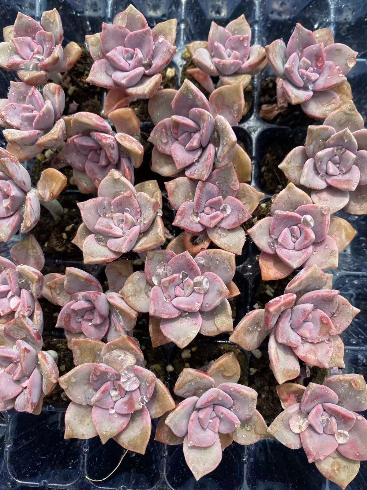 新入荷 シラク×20苗 A0061抜き苗 多肉植物 詰め合わせ アエオニウム