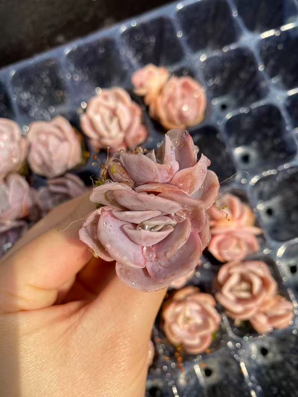 新入荷 サプライズ×20苗 A0030抜き苗 多肉植物 詰め合わせ