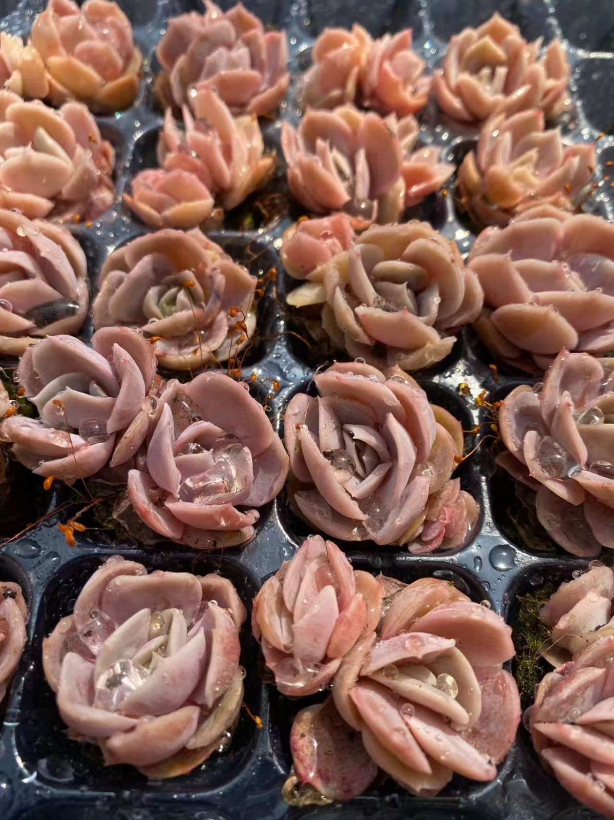新入荷 サプライズ×20苗 A0030抜き苗 多肉植物 詰め合わせ