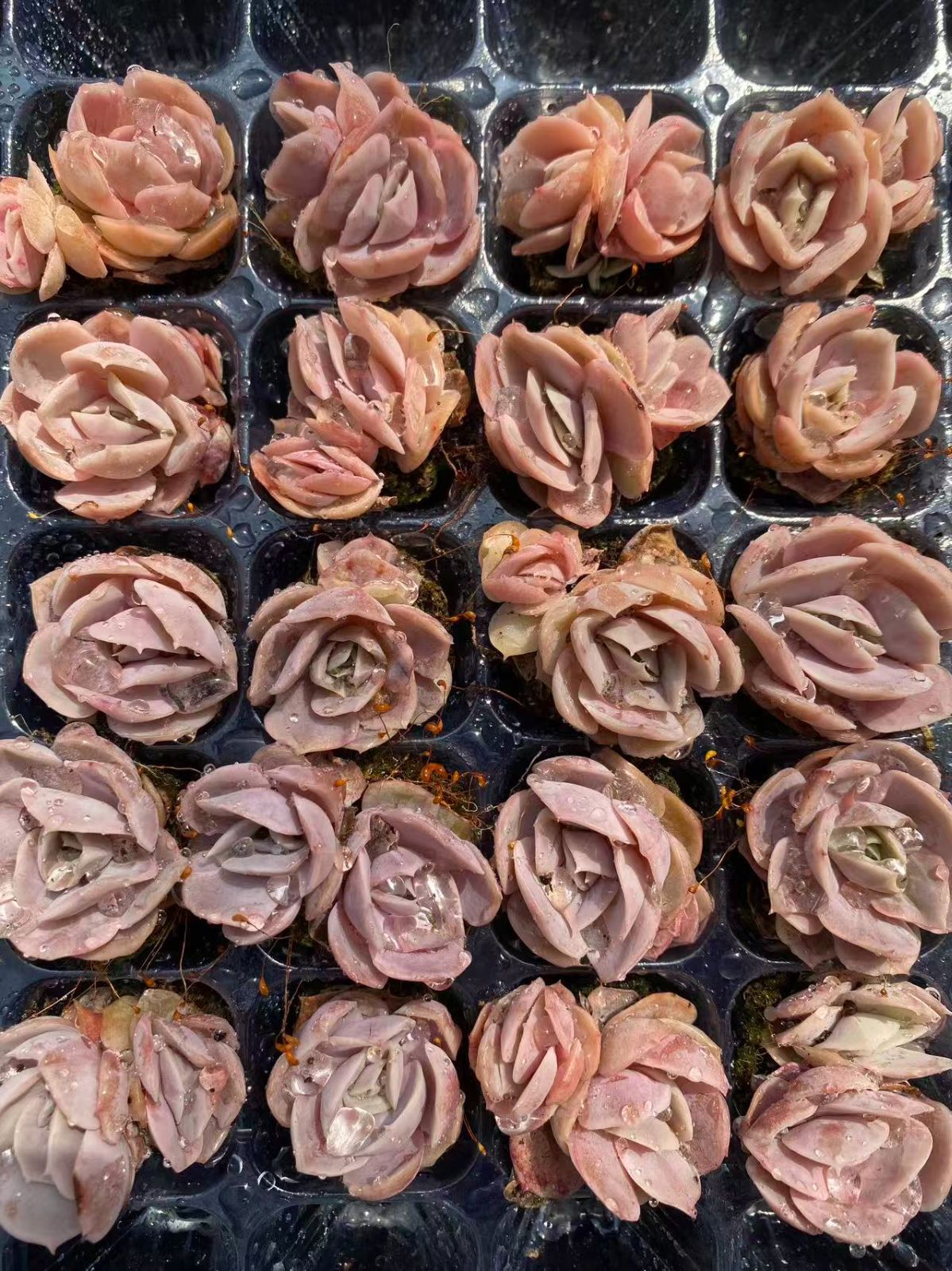 新入荷 サプライズ×20苗 A0030抜き苗 多肉植物 詰め合わせ