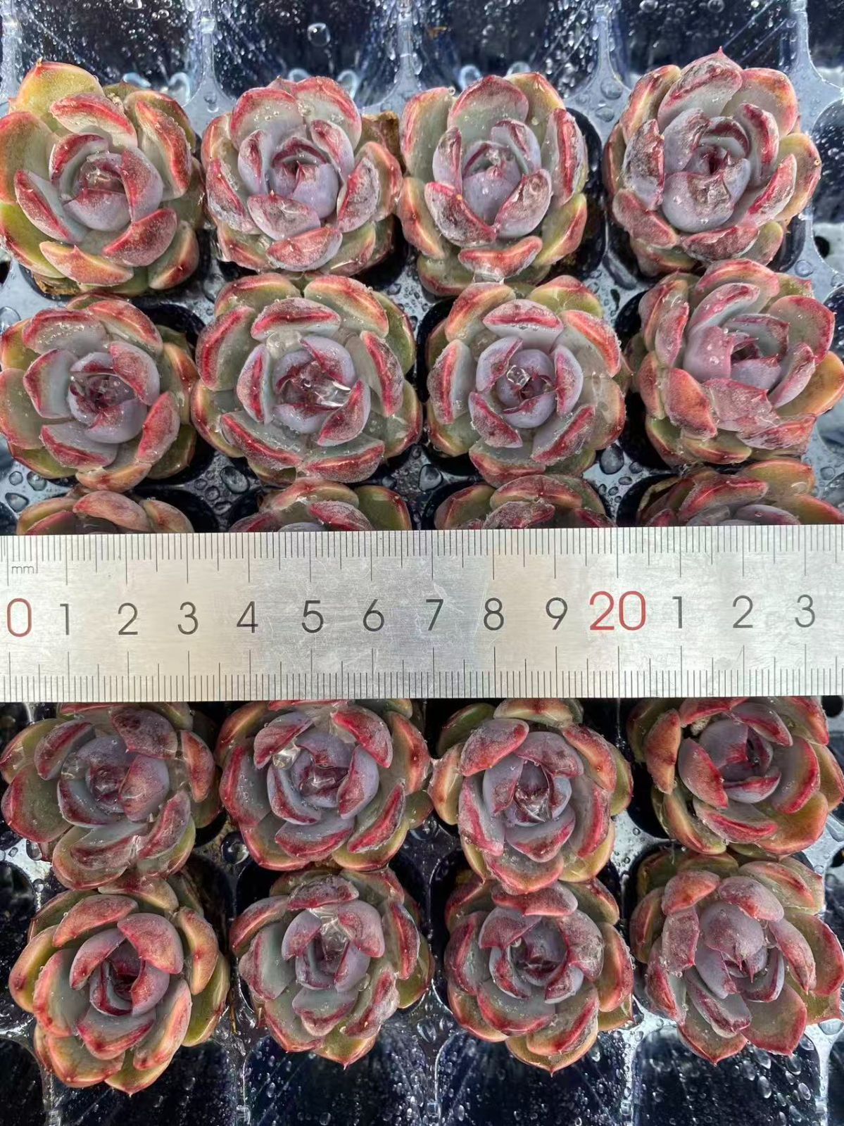 新入荷 ムラサキクリスタル×20苗 A0018抜き苗 多肉植物 詰め合わせ