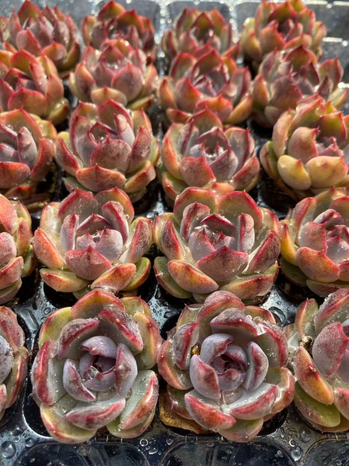 新入荷 ムラサキクリスタル×20苗 A0018抜き苗 多肉植物 詰め合わせ