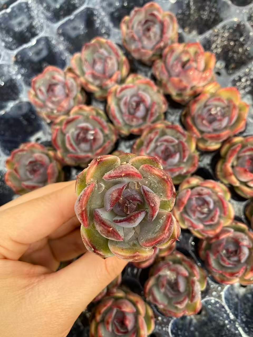 アーオーァライ　多肉植物　エケベリア　抜き苗　二頭1苗 新入荷 ムラサキクリスタル×20苗 A0018抜き苗 多肉植物 詰め合わせ