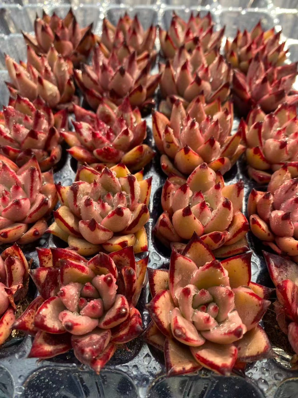 新入荷 ケツラ×20苗 A0007抜き苗 多肉植物 詰め合わせ アエオニウム