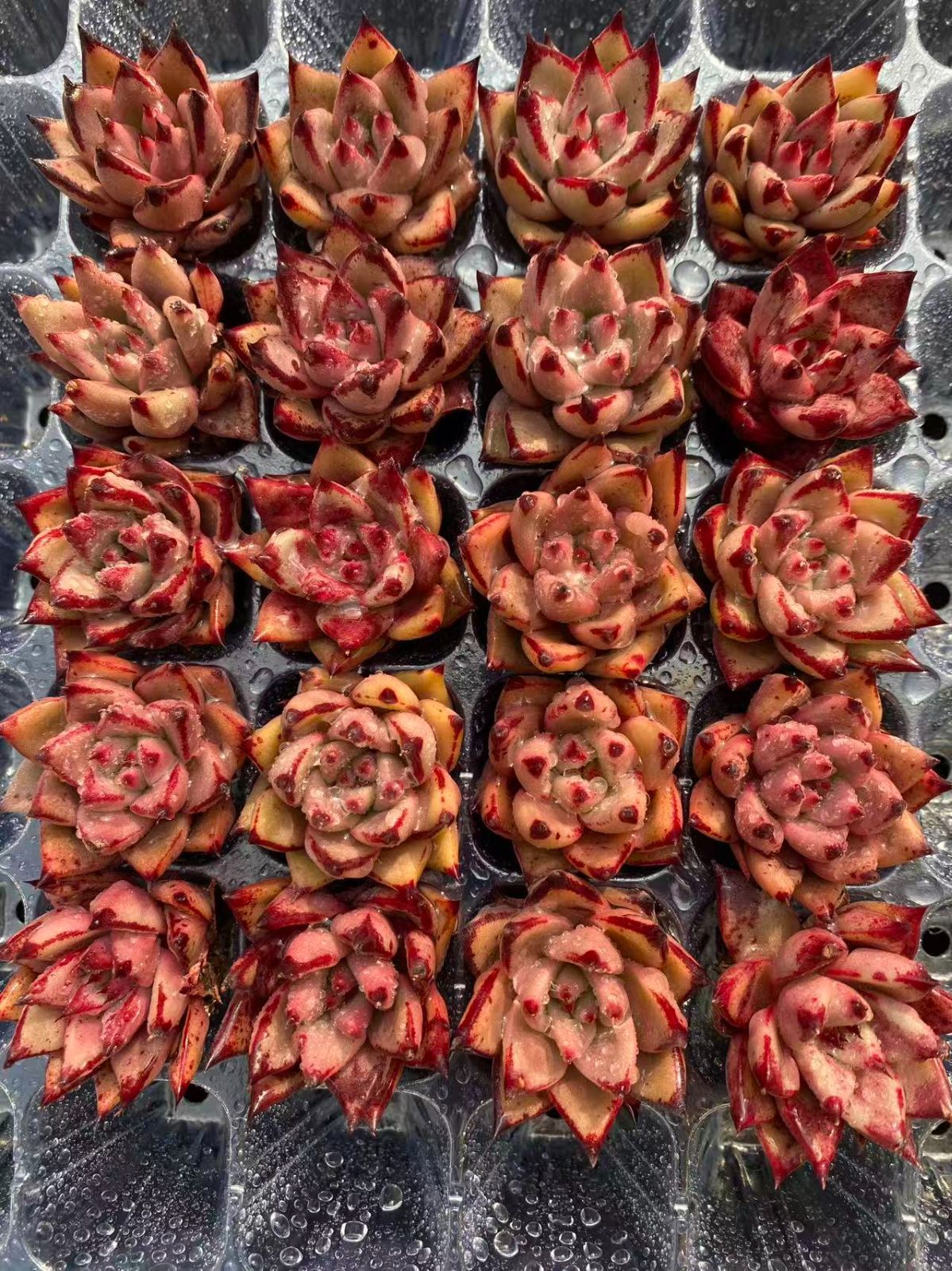 新入荷 ケツラ×20苗 A0007抜き苗 多肉植物 詰め合わせ アエオニウム