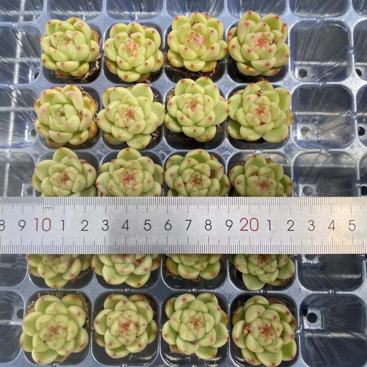 新入荷 グリーンダイヤ×20苗 A0189抜き苗 多肉植物 詰め合わせ