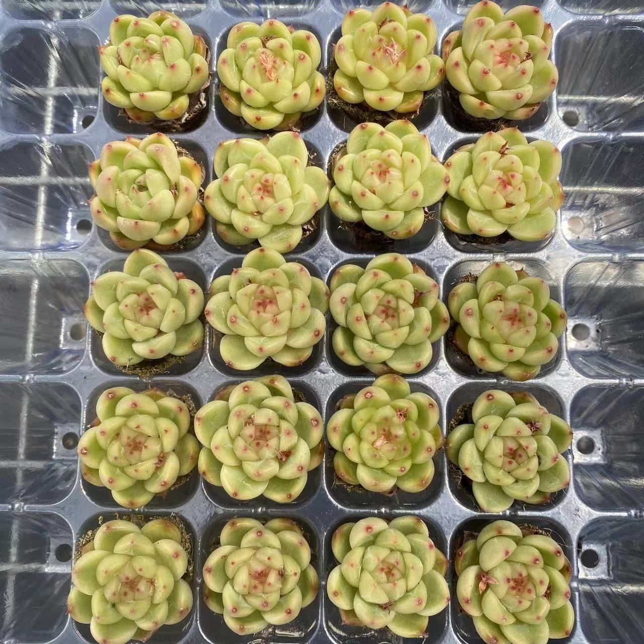 新入荷 グリーンダイヤ×20苗 A0189抜き苗 多肉植物 詰め合わせ