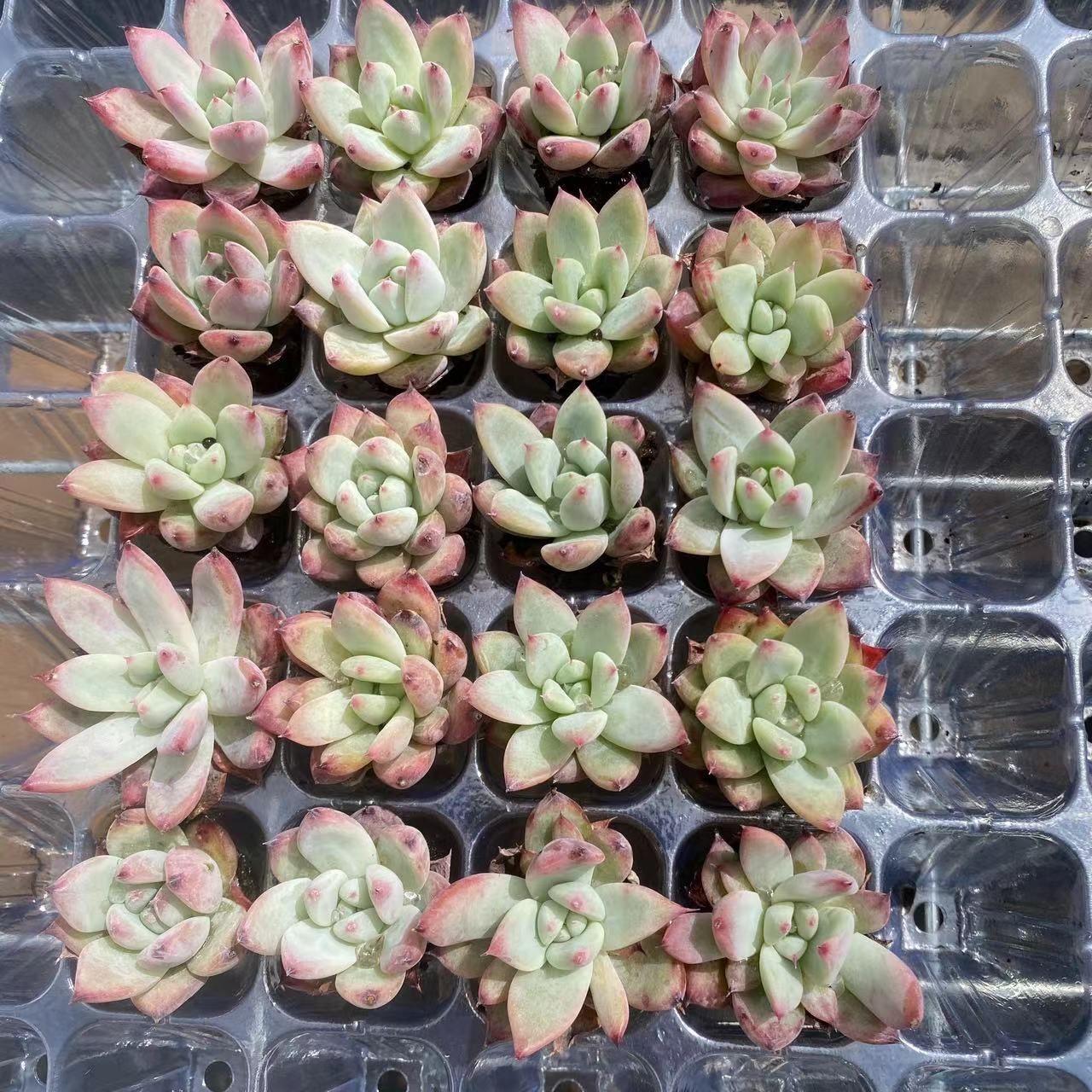 新入荷 エメラルド×20苗 A0180抜き苗 多肉植物 詰め合わせ