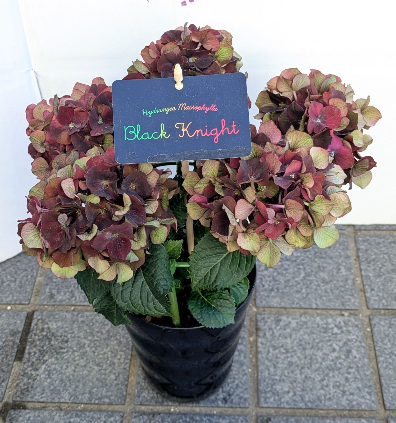 紫陽花 アンティーク アンティーク紫陽花のリース - フラワーアレンジ