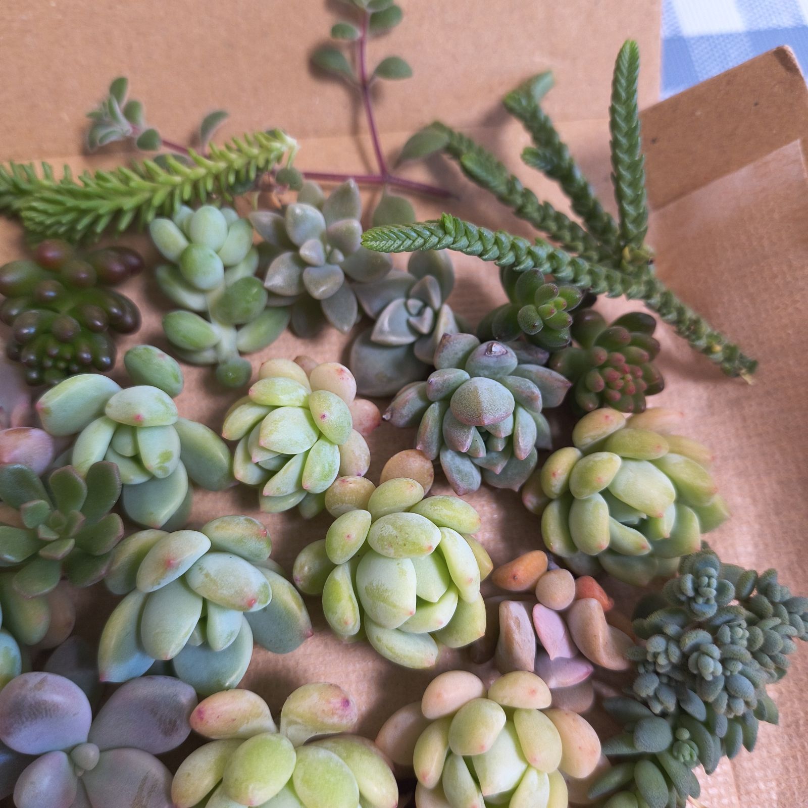 多肉植物寄植えセット - メルカリ