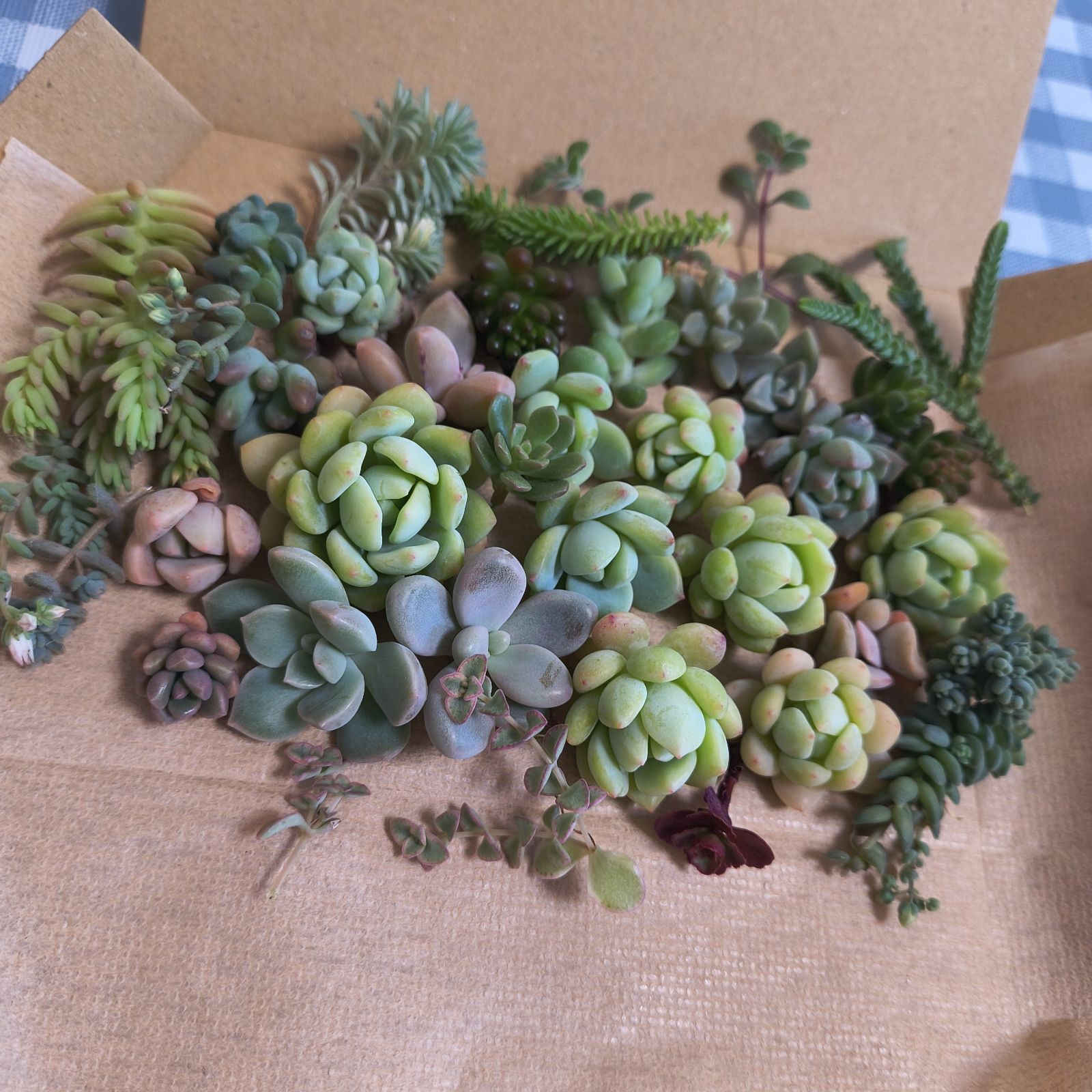 多肉植物寄植えセット - メルカリ