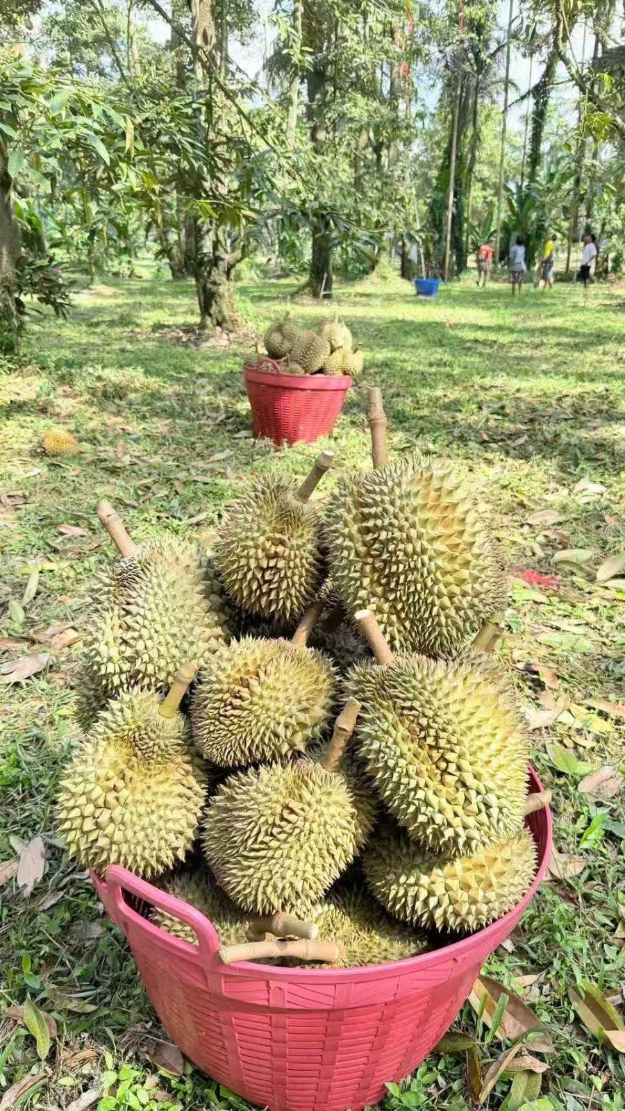 新鮮直送】タイ産 モントーン ドリアン 金枕榴蓮 1玉1キロ-1.4キロ