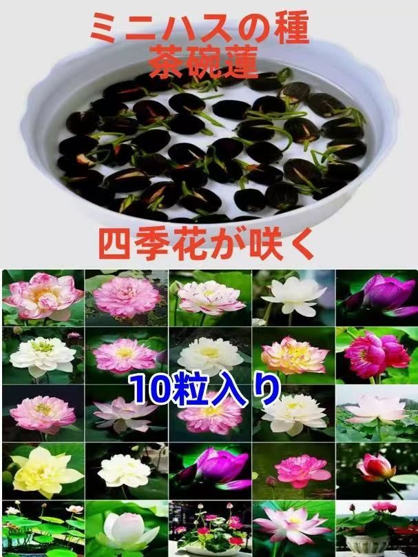 ミニハスの種 茶碗蓮 ハスの種 蓮の種 屋内外植付け可能 お得な値段 