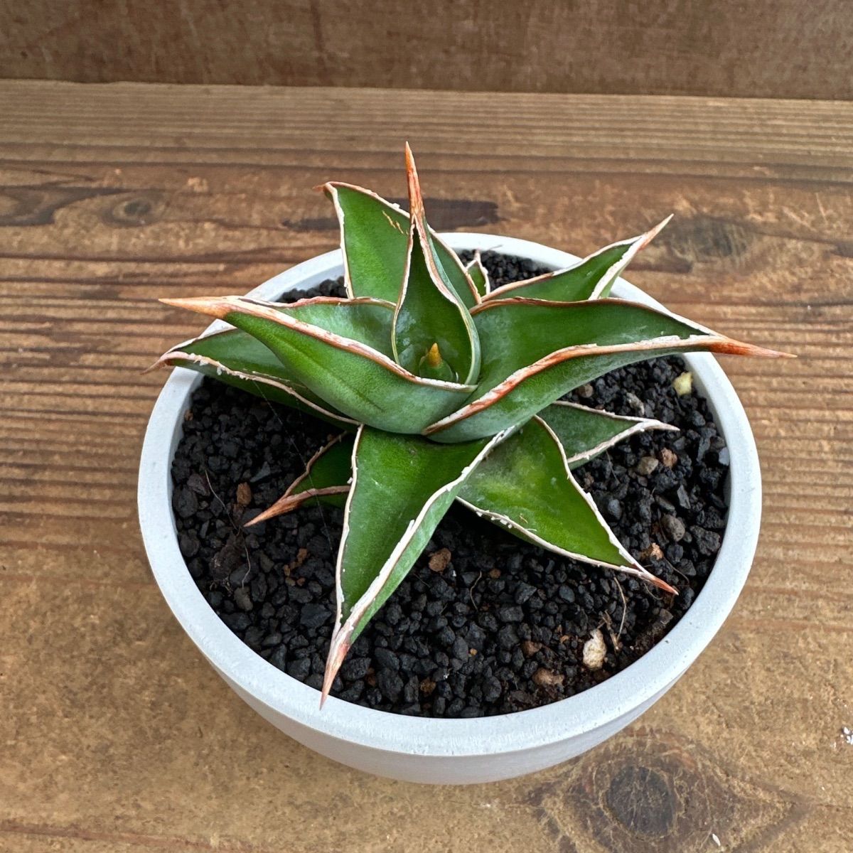 ☆サンセベリア ピングイキュラ ☆BPPポット Sansevieria pinguicula