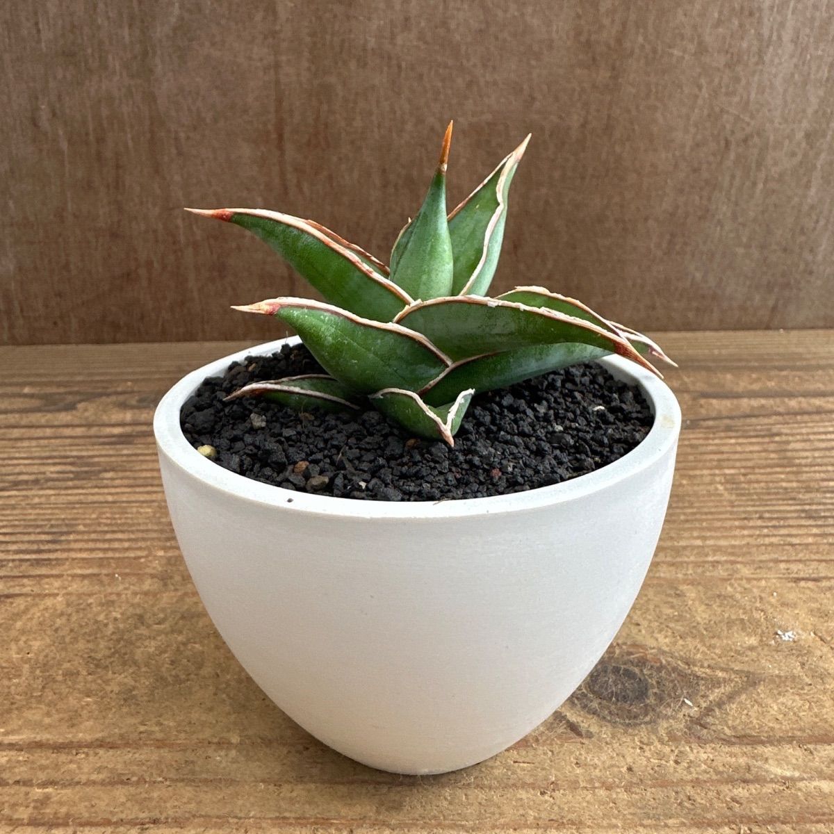 ☆サンセベリア ピングイキュラ ☆BPPポット Sansevieria pinguicula