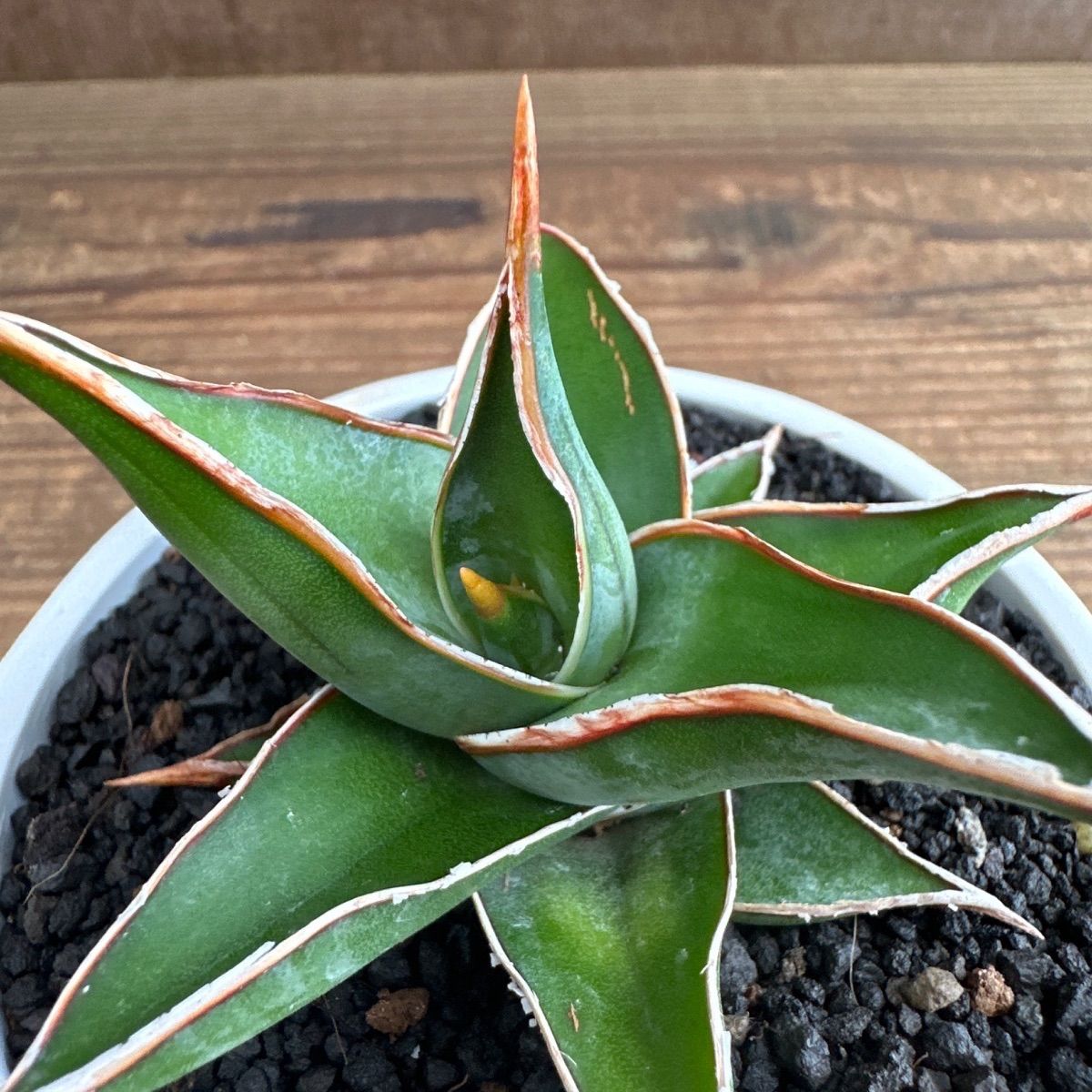 ☆サンセベリア ピングイキュラ ☆BPPポット Sansevieria pinguicula