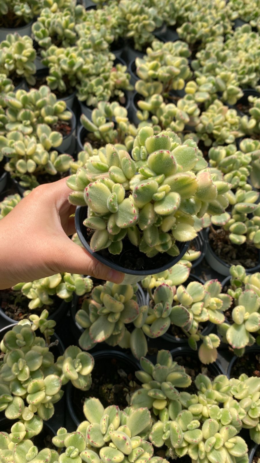 多肉植物 P1157 シロクマ 20株 抜き苗 エケベリア セダム アエオニウム
