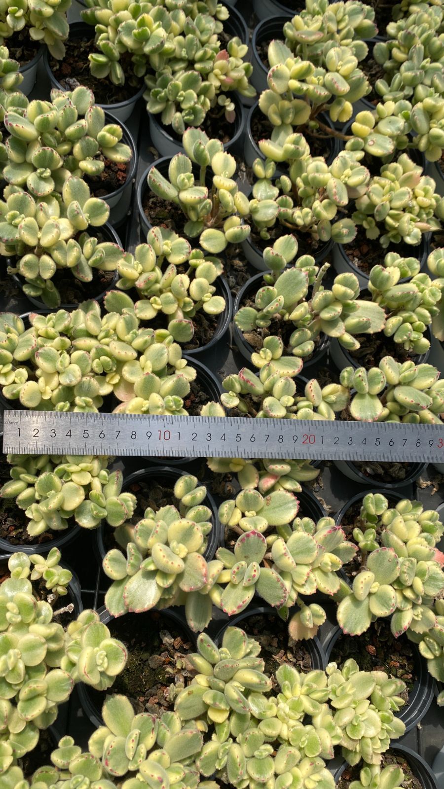 多肉植物 P1157 シロクマ 20株 抜き苗 エケベリア セダム アエオニウム