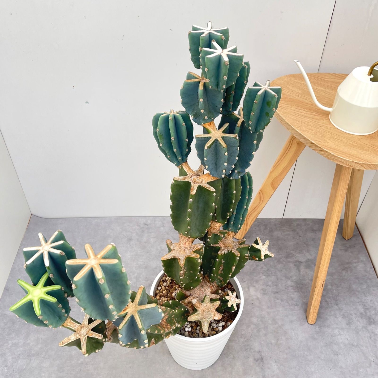 柱サボテン ブランチ 8【現品】観葉植物 室内 ドライガーデン 大型
