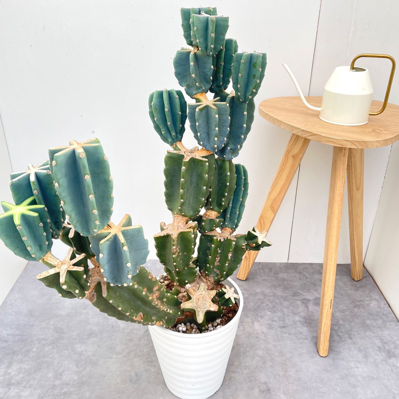 柱サボテン ブランチ 8【現品】観葉植物 室内 ドライガーデン 大型