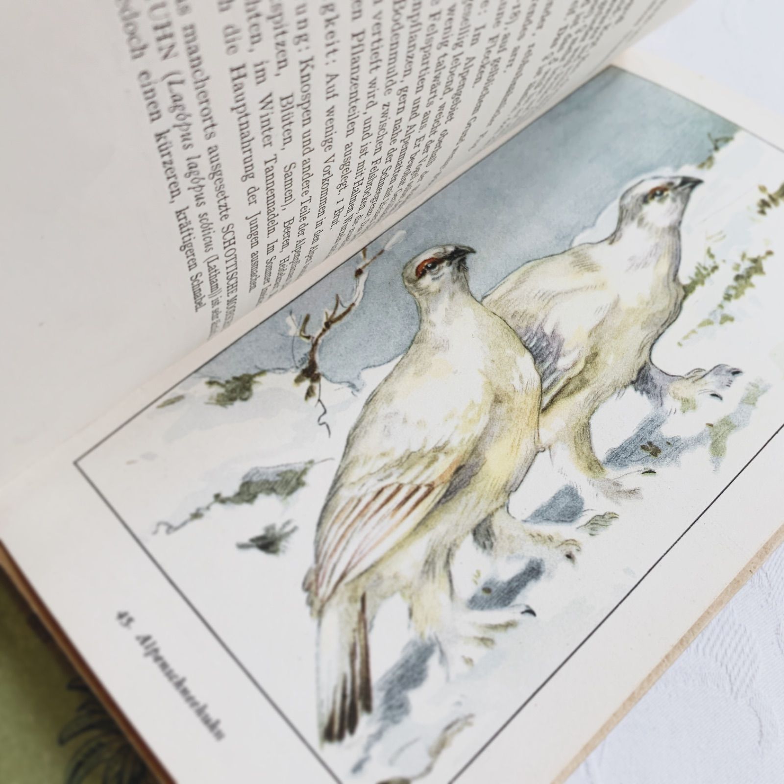 1950s-1960s 優しい色合いの鳥たち ドイツのビンテージポケット図鑑