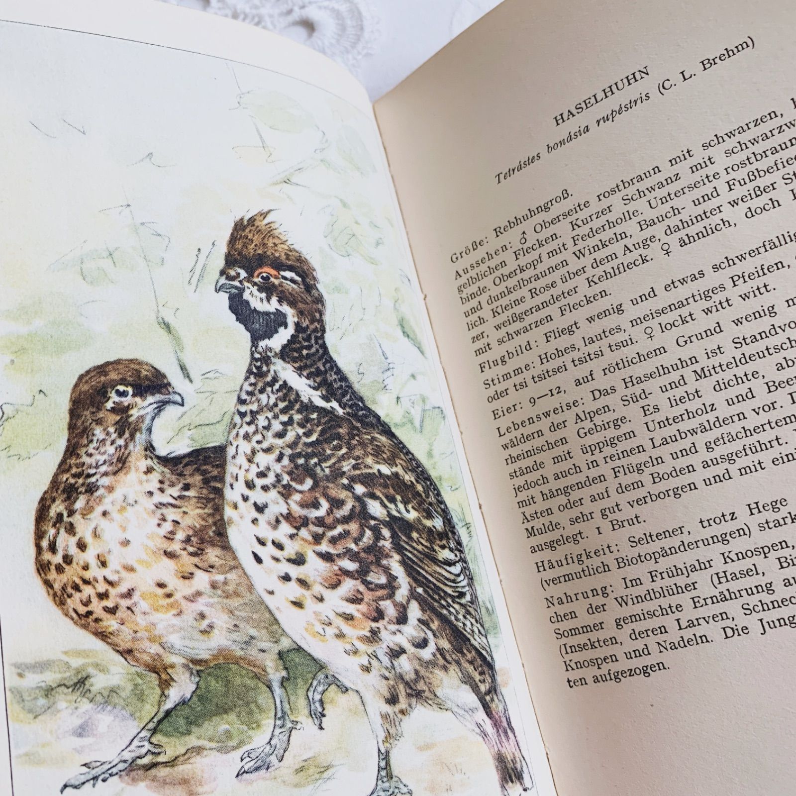 1950s-1960s 優しい色合いの鳥たち ドイツのビンテージポケット図鑑