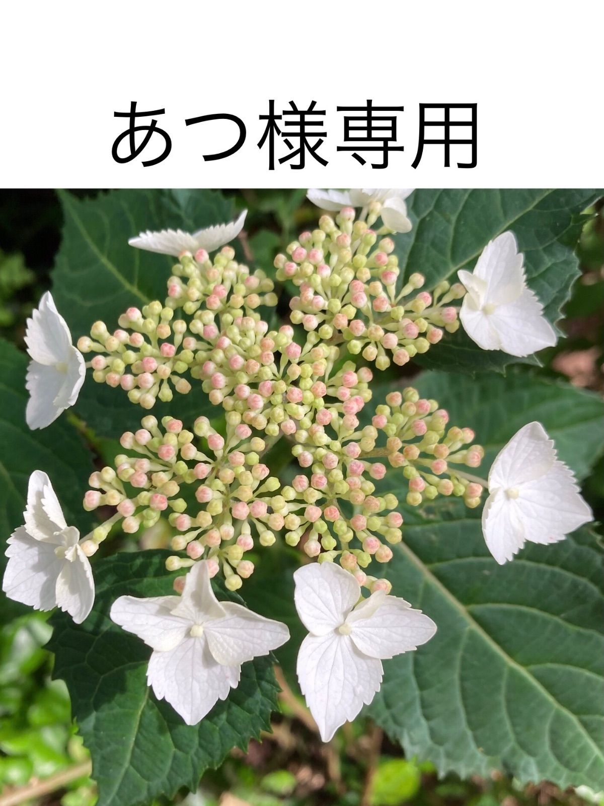 あつ様専用　No.588 No.598 No.599 No.600 天然石ピアス