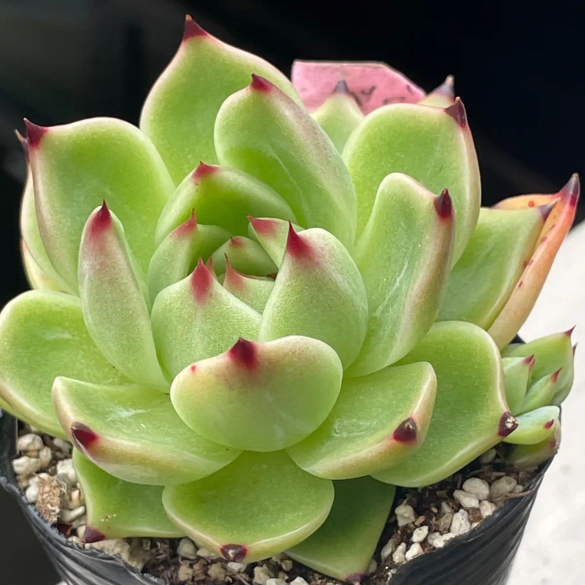 Top【選抜株】多肉植物　25176ブルードラゴン　12個　鉢無し/脱土 多肉植物♡ブルードラゴン❤︎抜き苗(根付き) - メルカリ