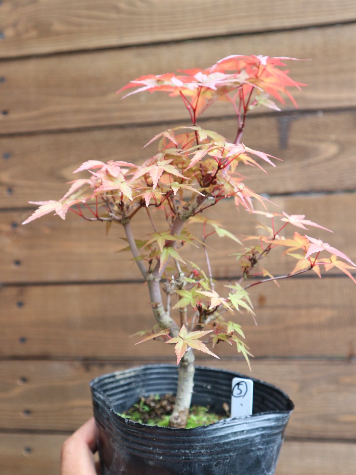 ⑤出猩々紅葉 デショウジョウモミジ ミニ盆栽 素材 もみじ - メルカリ