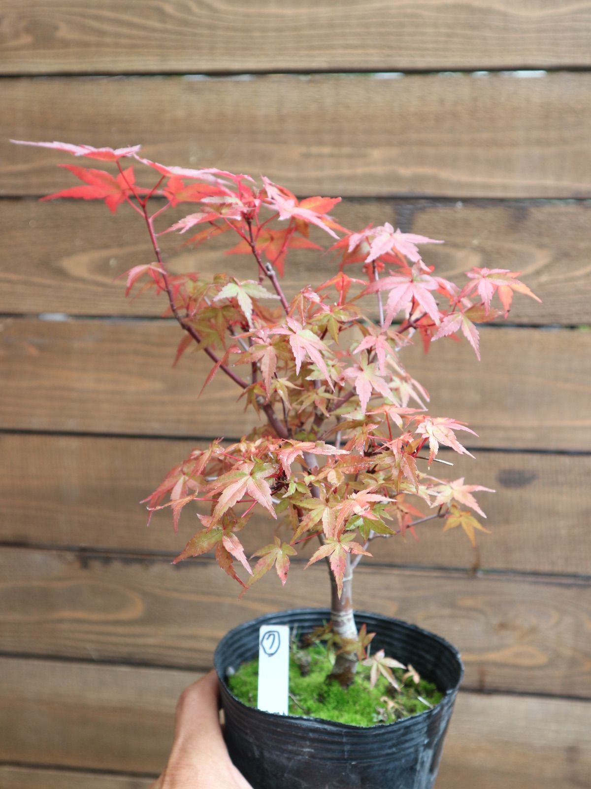 ⑦出猩々紅葉 デショウジョウモミジ ミニ盆栽 素材 もみじ - メルカリ