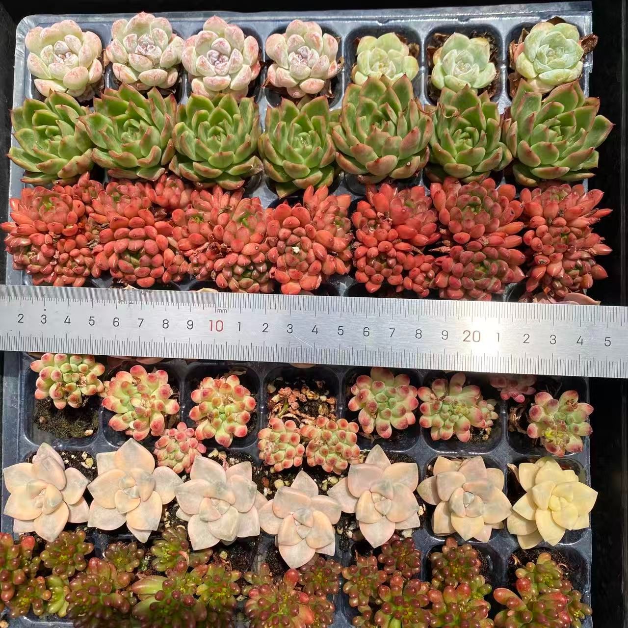お得セット 7種類の土と根付き49苗セット 多肉植物の大満足パック