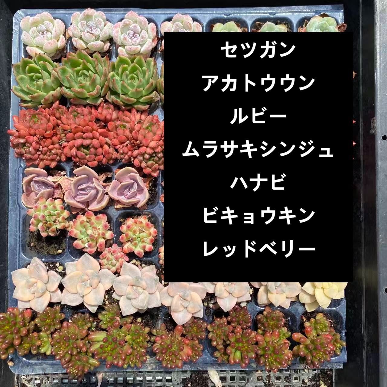 お得セット 7種類の土と根付き49苗セット 多肉植物の大満足パック