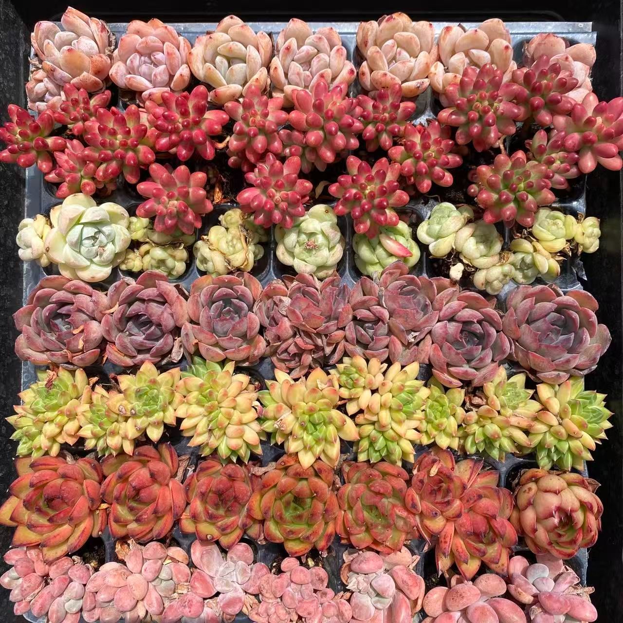 お得セット 7種類の土と根付き49苗セット 多肉植物の大満足パック