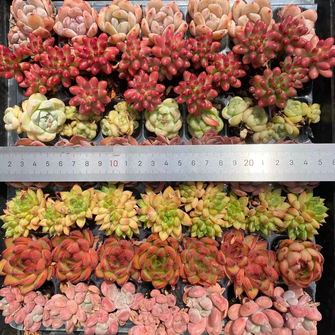 ★ゆうパック発送★多肉植物 韓国苗 エケベリア ＊35品種41苗の特別セット＊ お得セット 7種類の土と根付き49苗セット 多肉植物の大満足パック