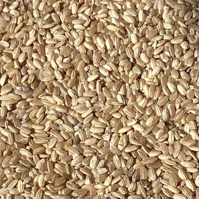 くず米 岡山県産 農薬､除草剤不使用 にこまる10㎏ - メルカリ