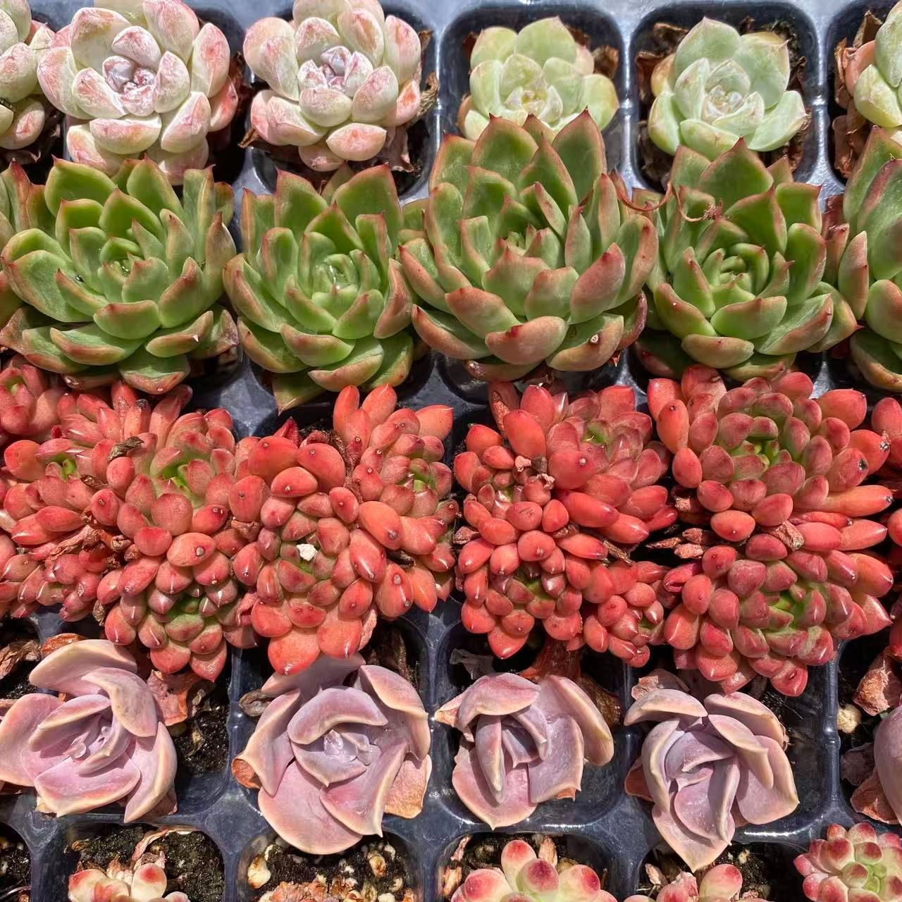 SALE SALE 新入荷ミックス×49苗 NT107 土付き 多肉植物 詰め合わせ