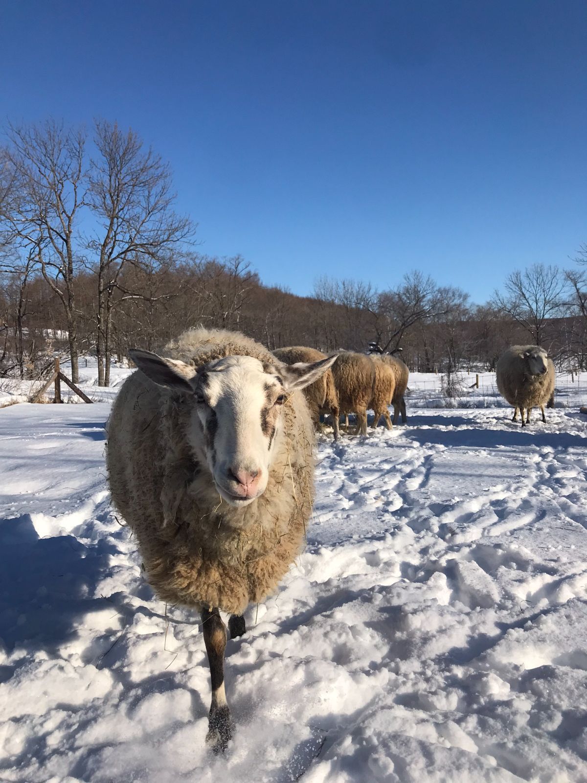 【こなつな様ご予約】羊毛　未洗い原毛　北海道　農家直送　『ニャーラ』
