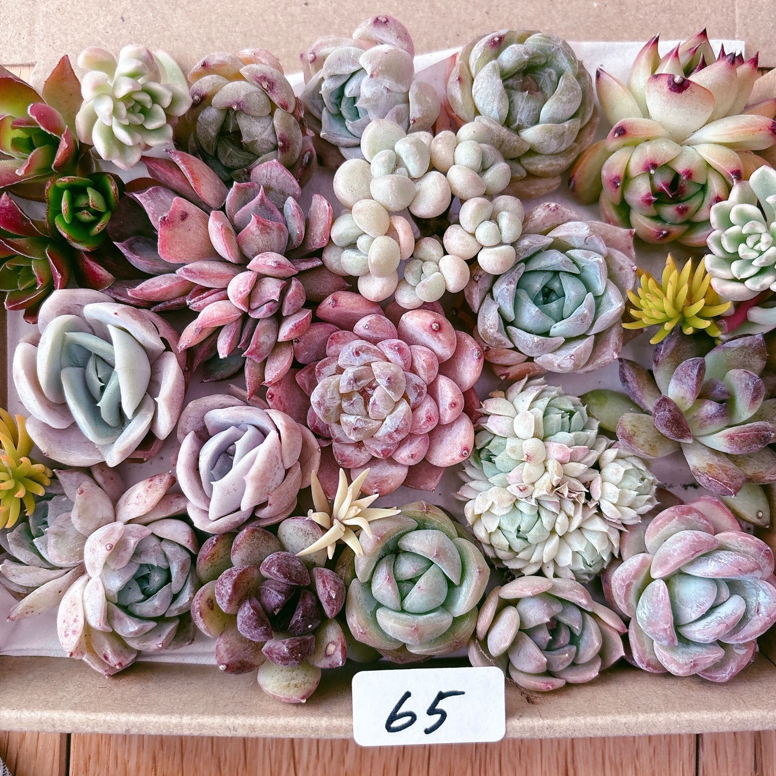65 多肉植物寄せ植えセット - メルカリ