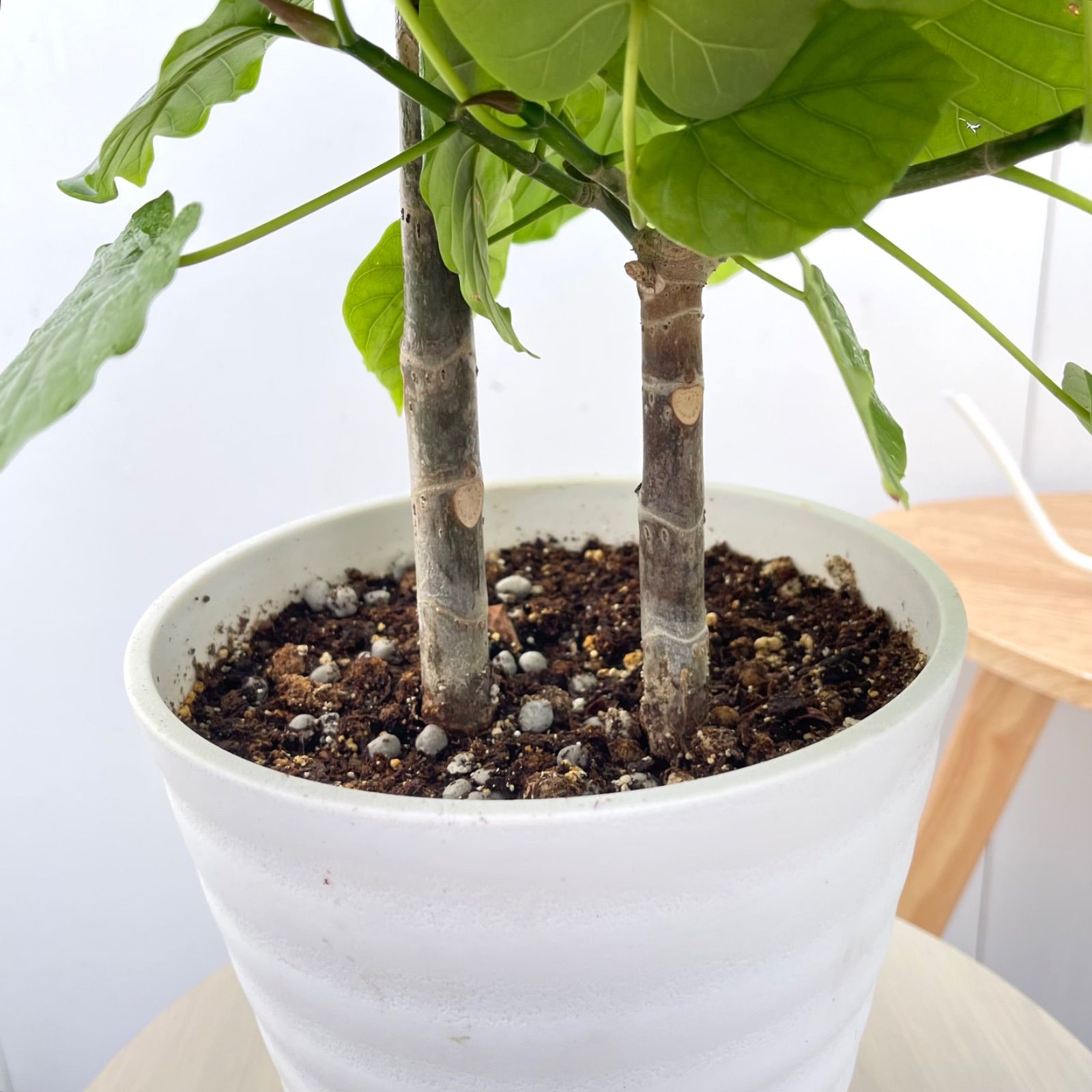 フィカス ウンベラータ 曲がり 7【現品】観葉植物 室内 7号 - メルカリ