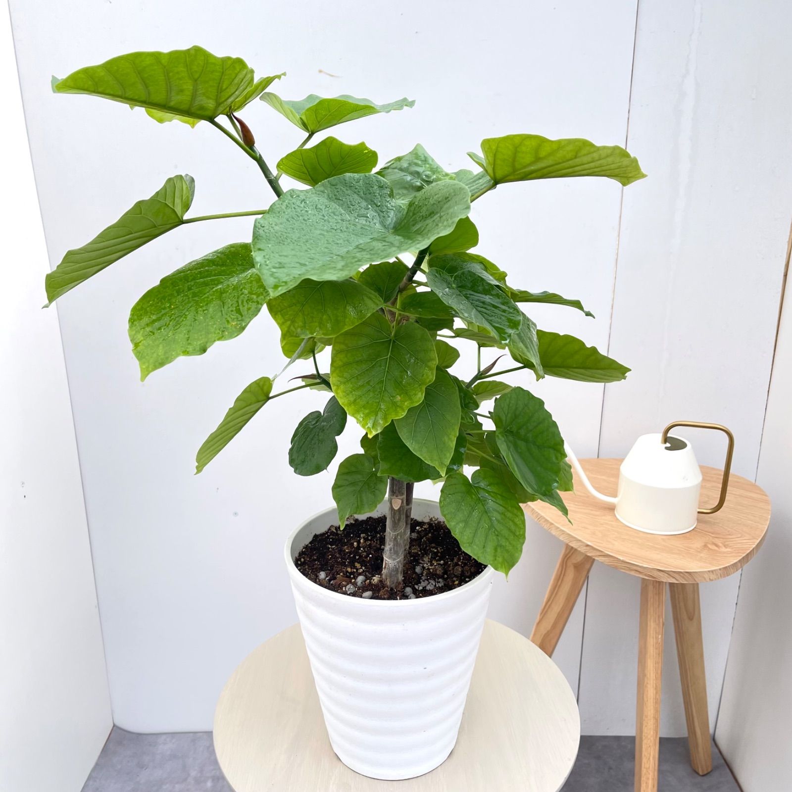 フィカス ウンベラータ 曲がり 7【現品】観葉植物 室内 7号 - メルカリ