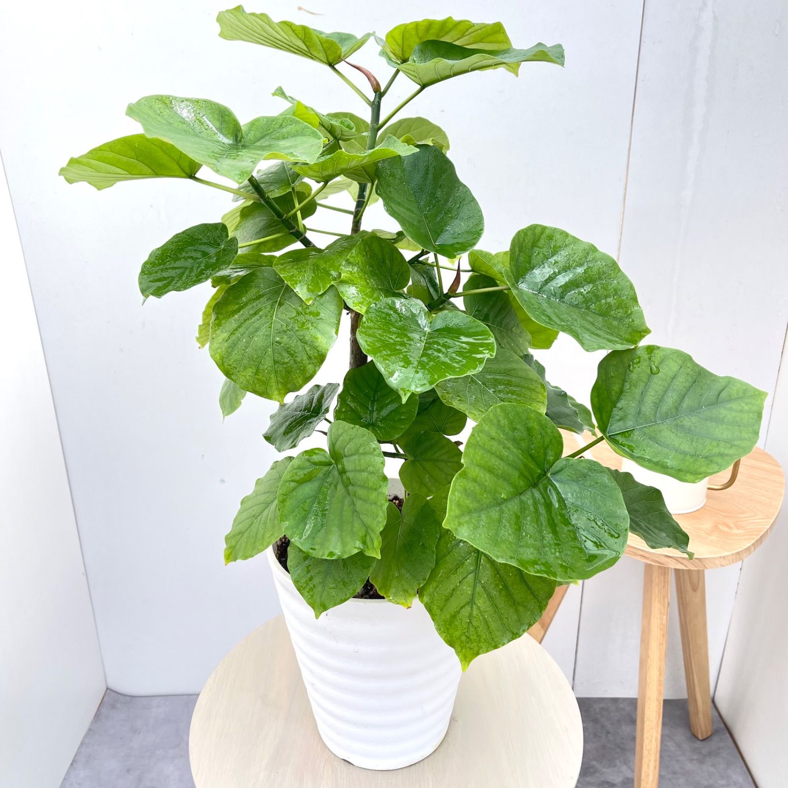 フィカス ウンベラータ 曲がり 7【現品】観葉植物 室内 7号 - メルカリ