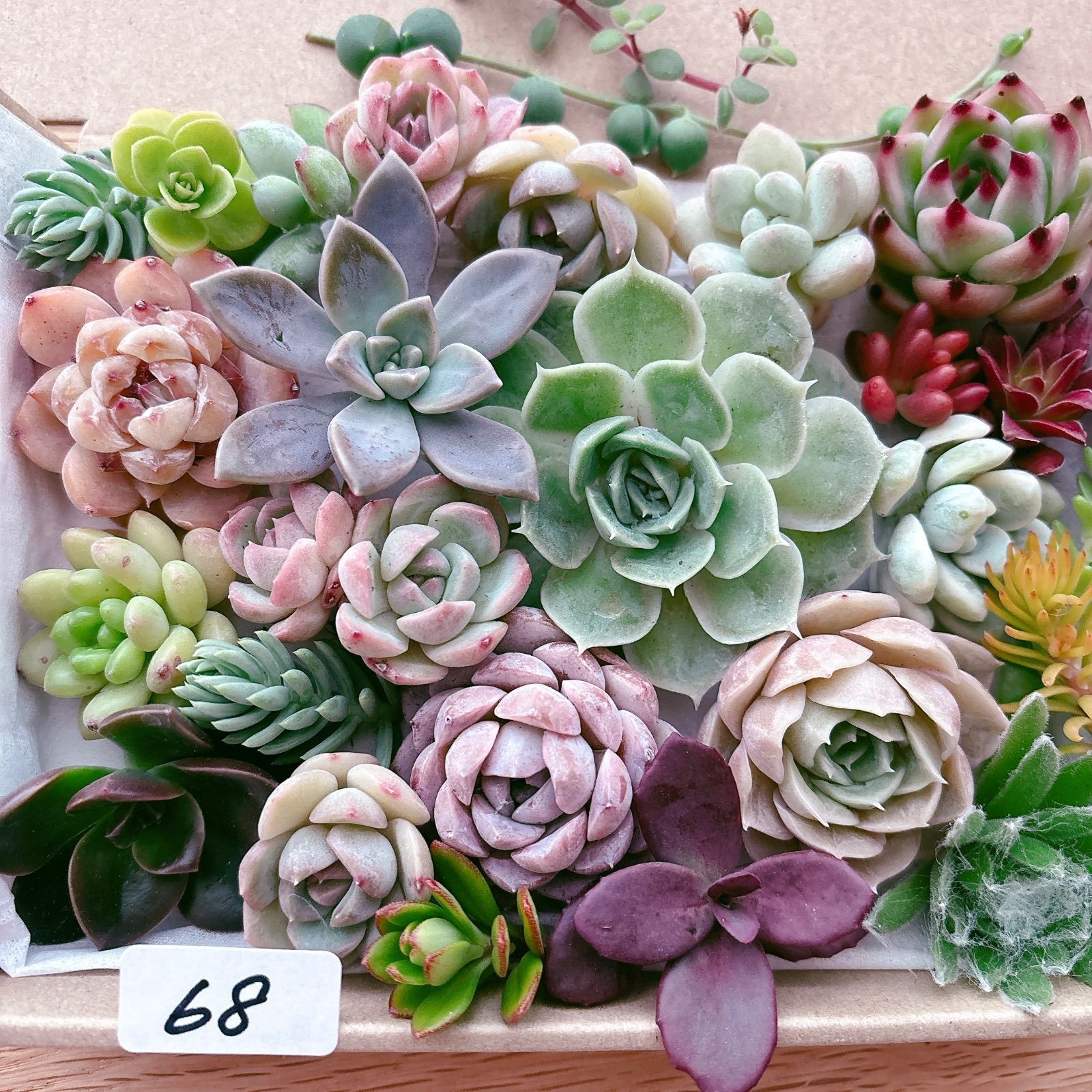 68多肉植物寄せ植えセット - メルカリ