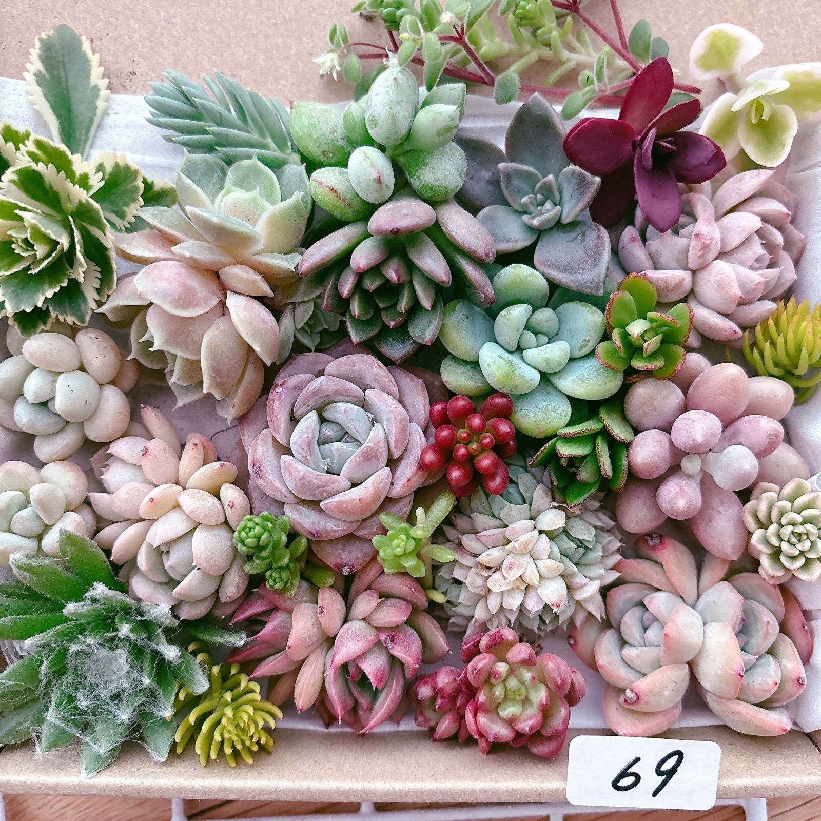 2019 多肉植物 寄せ植え 69 多肉植物寄せ植えセット - メルカリ