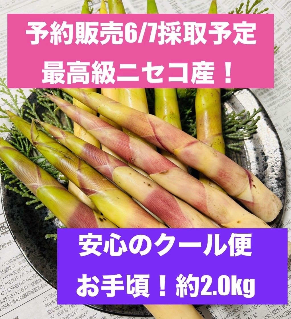 送料無料☆ニセコ産極太根曲がり竹！お手頃約2.0kg☆ネマガリタケ 姫竹