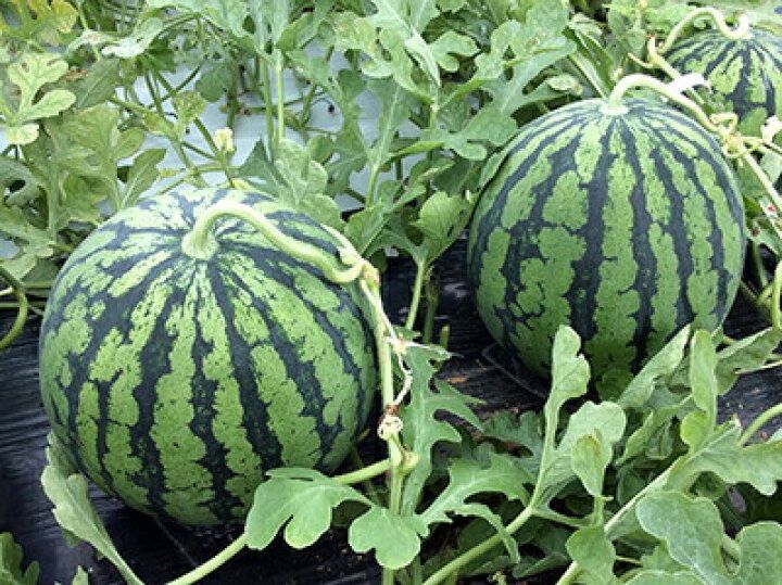 高知県産スイカ大玉、即購入OK - メルカリ