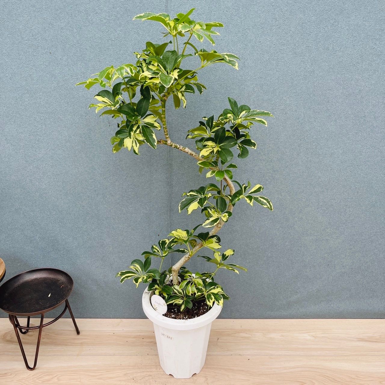 現品］9番 シェフレラ ウォルシー 曲がり 7号 観葉植物 斑入り 室内