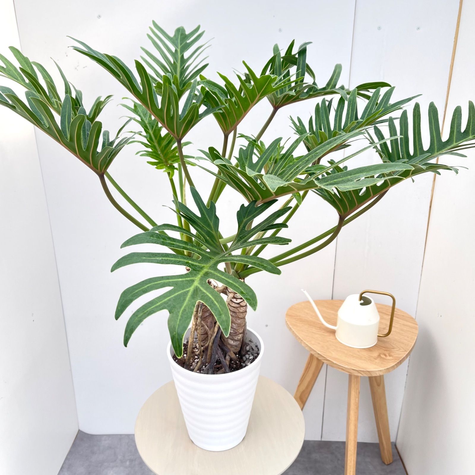 フィロデンドロン　ジャイアントザナドゥ　幹上がり　10【現品】観葉植物　室内 フィロデンドロン ジャイアントザナドゥ 幹上がり 10【現品】観葉植物