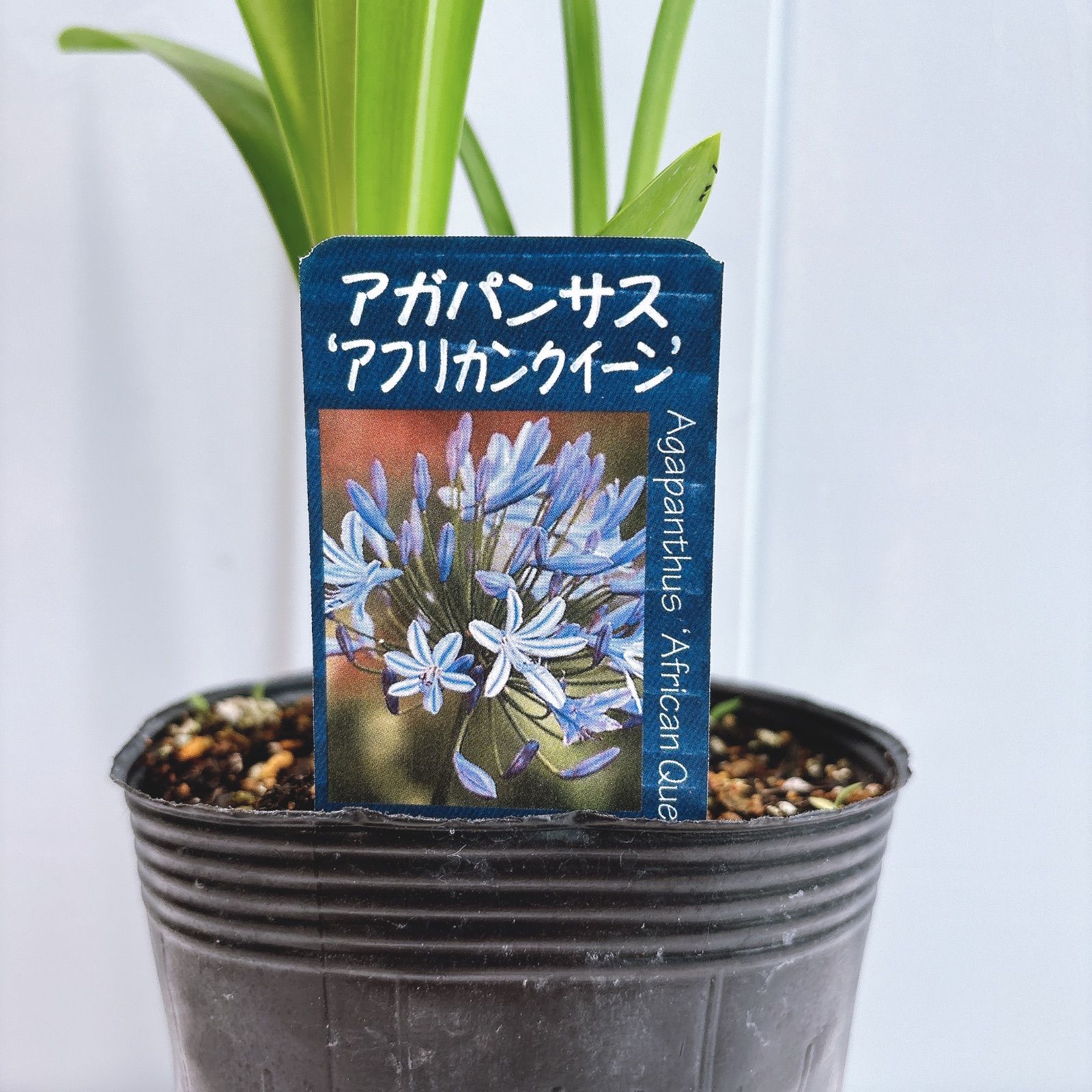 深い青花♡ アガパンサス アフリカンクイーン - メルカリ